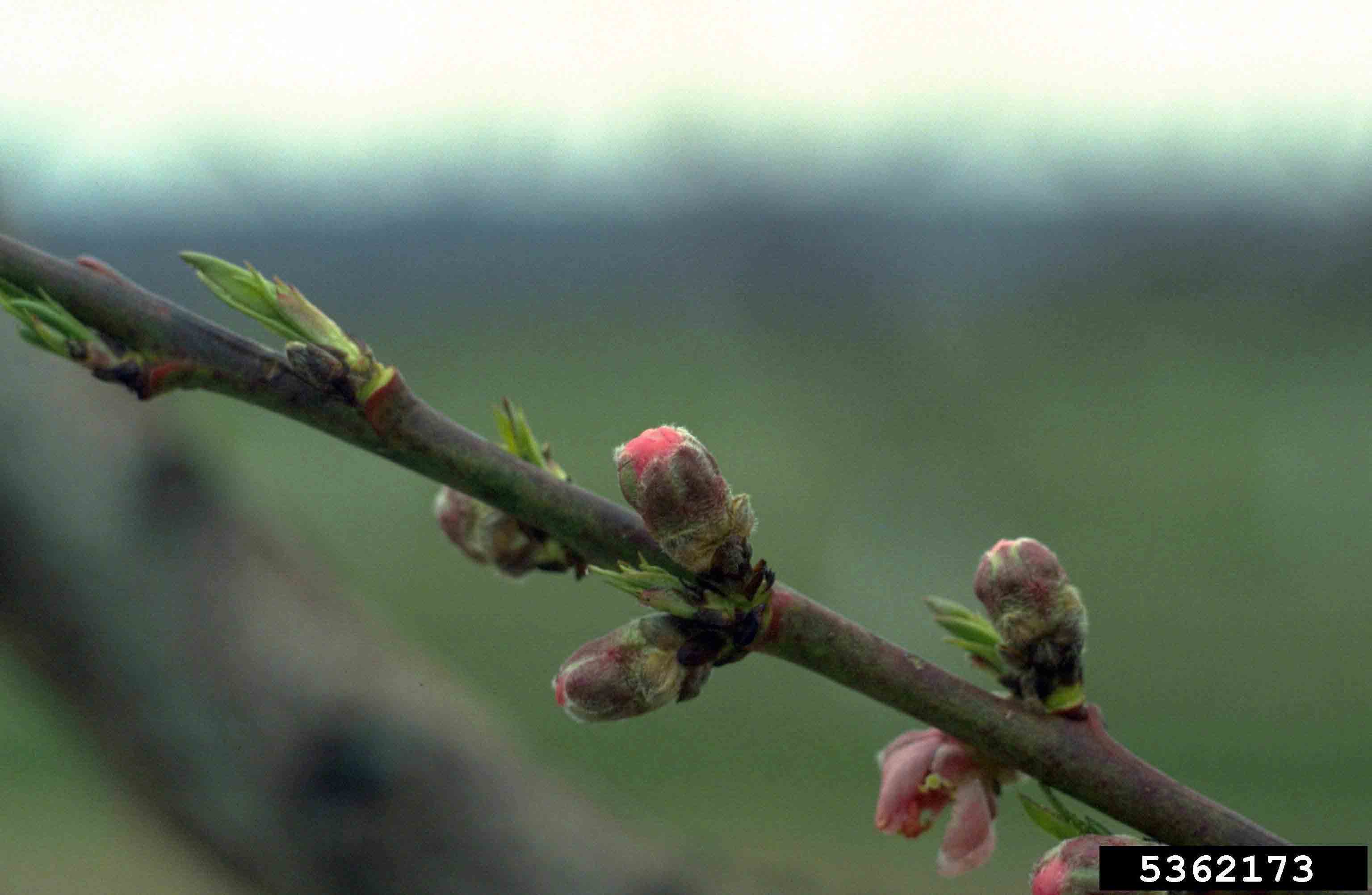 Peach flower buds and emerging leaves