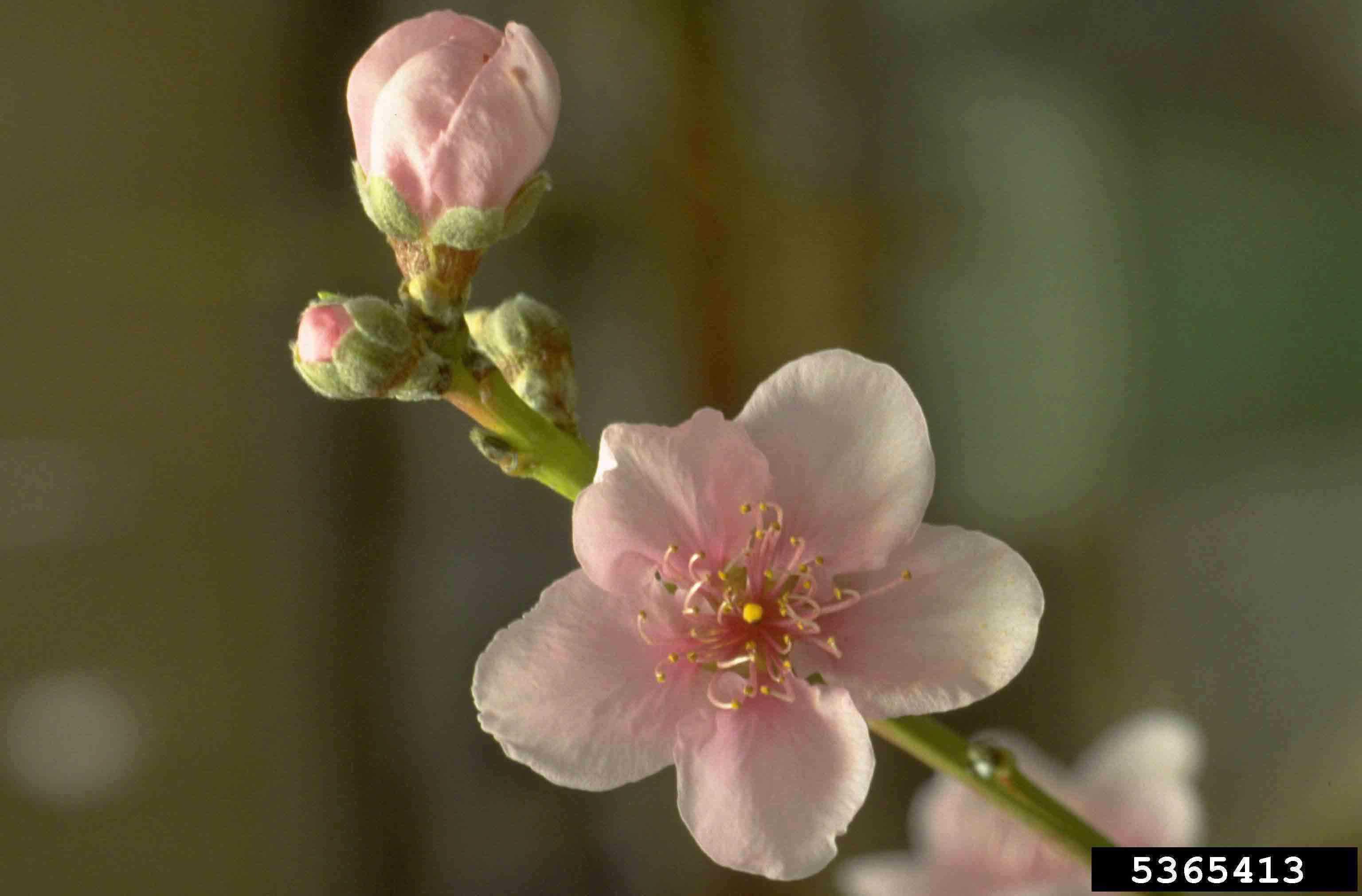 Peach flowers