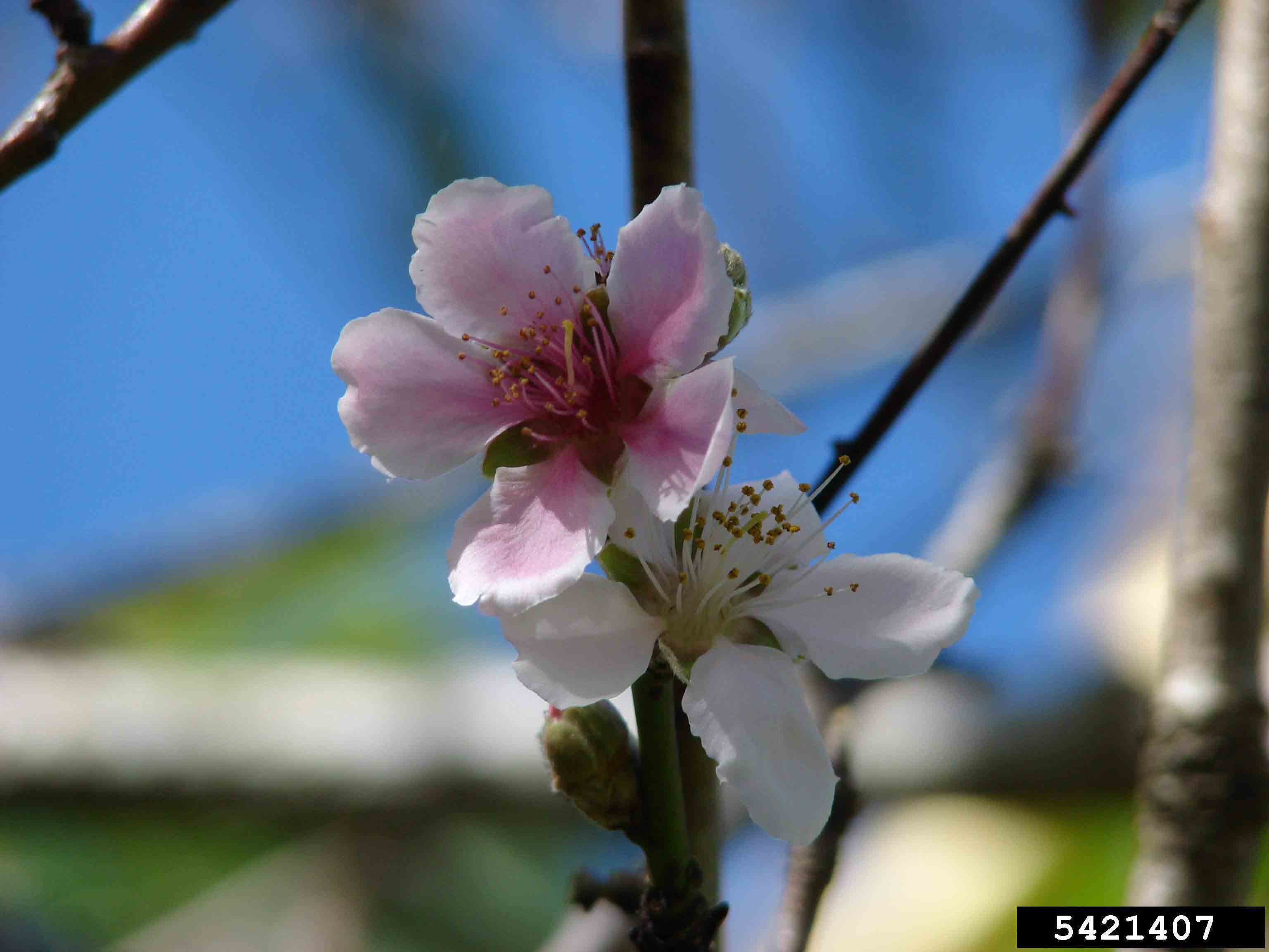 Peach flower