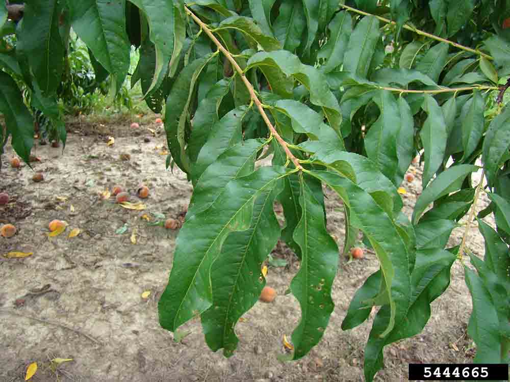 Peach leaves, with alternate arrangement, fine teeth on margins, and folding lengthwise