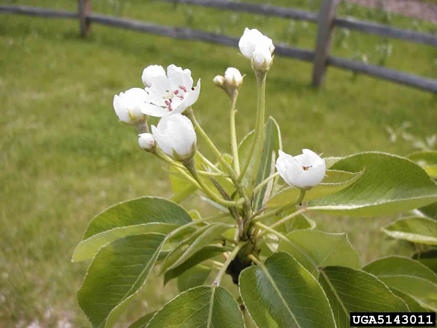 Pear flowers