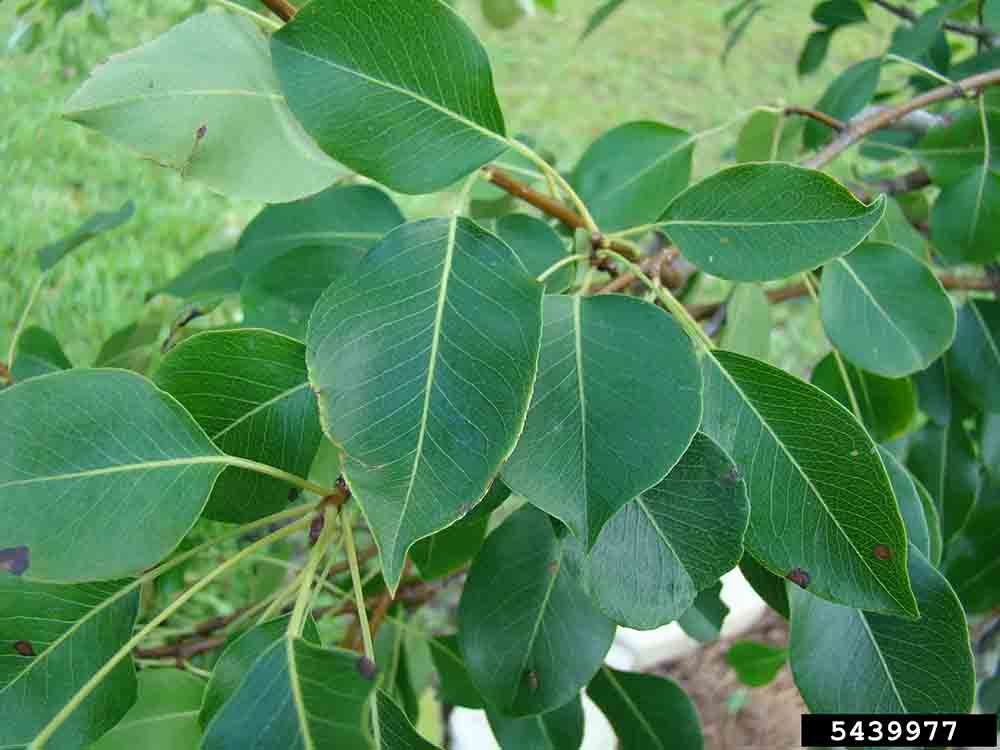 Pear leaves, with alternate arrangement and fine teeth on margins