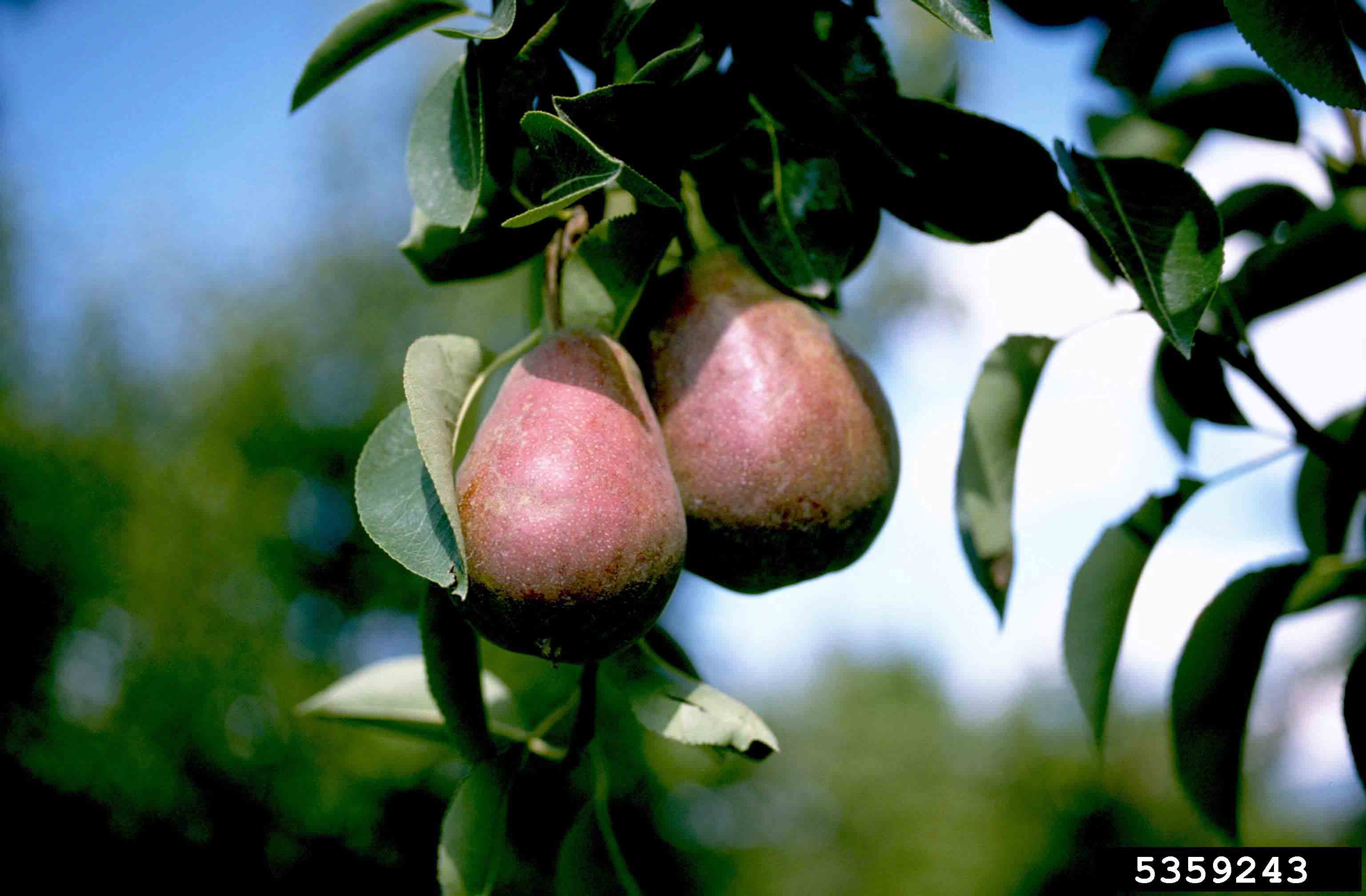 Pears