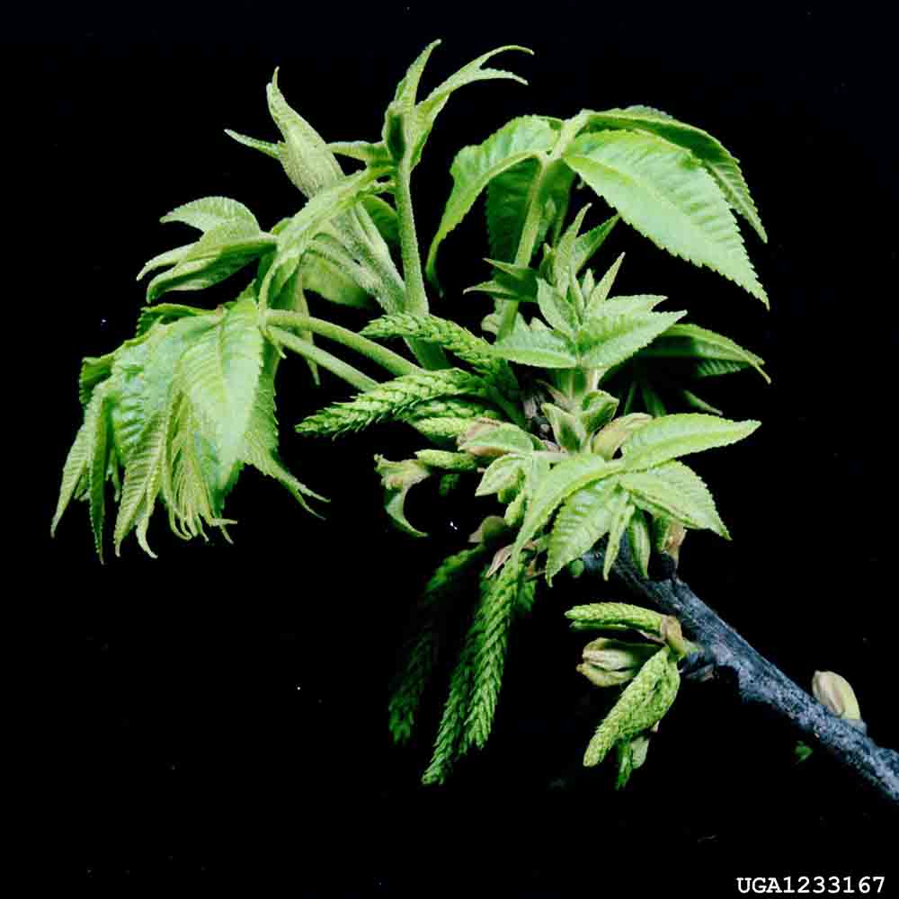 Pecan flowers and new foliage