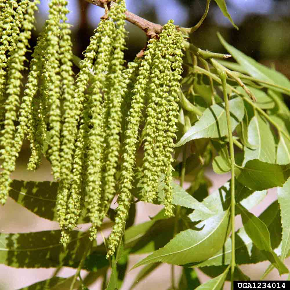 Pecan flowers