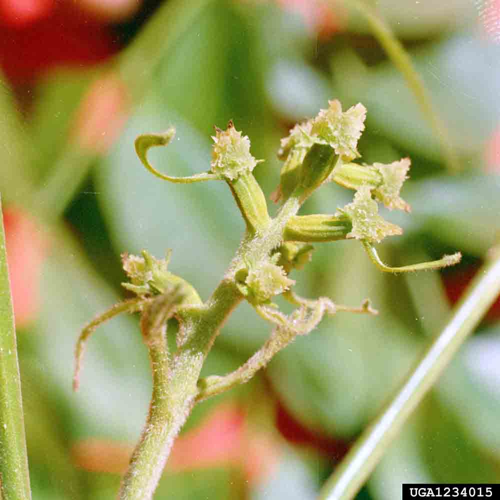 Pecan flowers