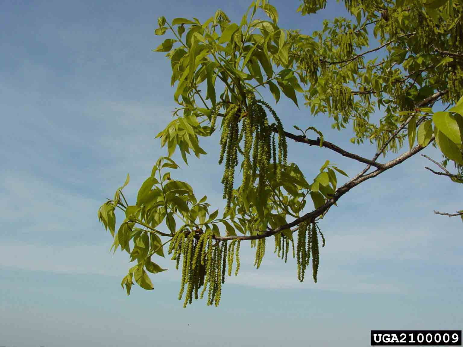 Pecan branch with flowers