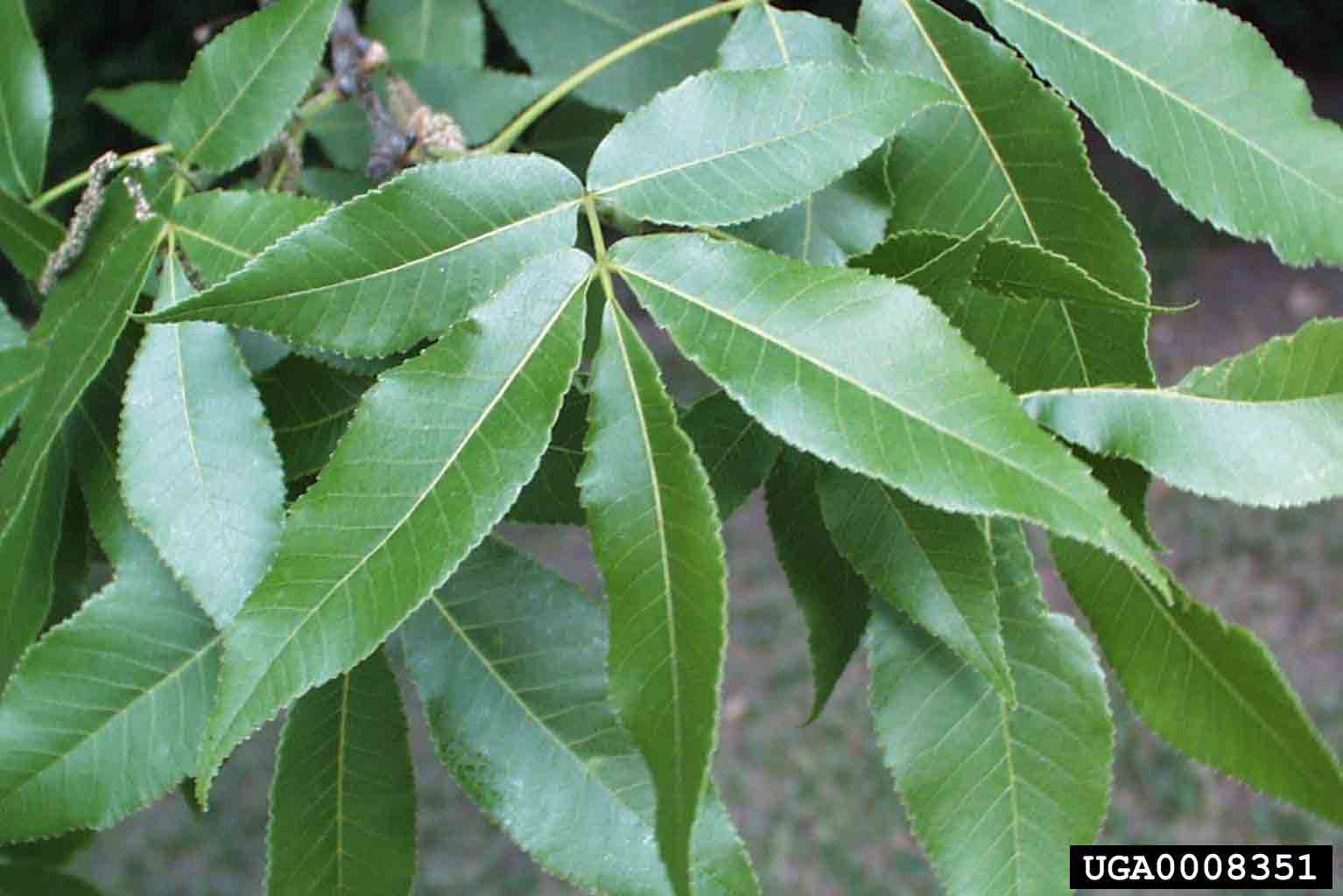 Pecan leaflets, showing toothed margins