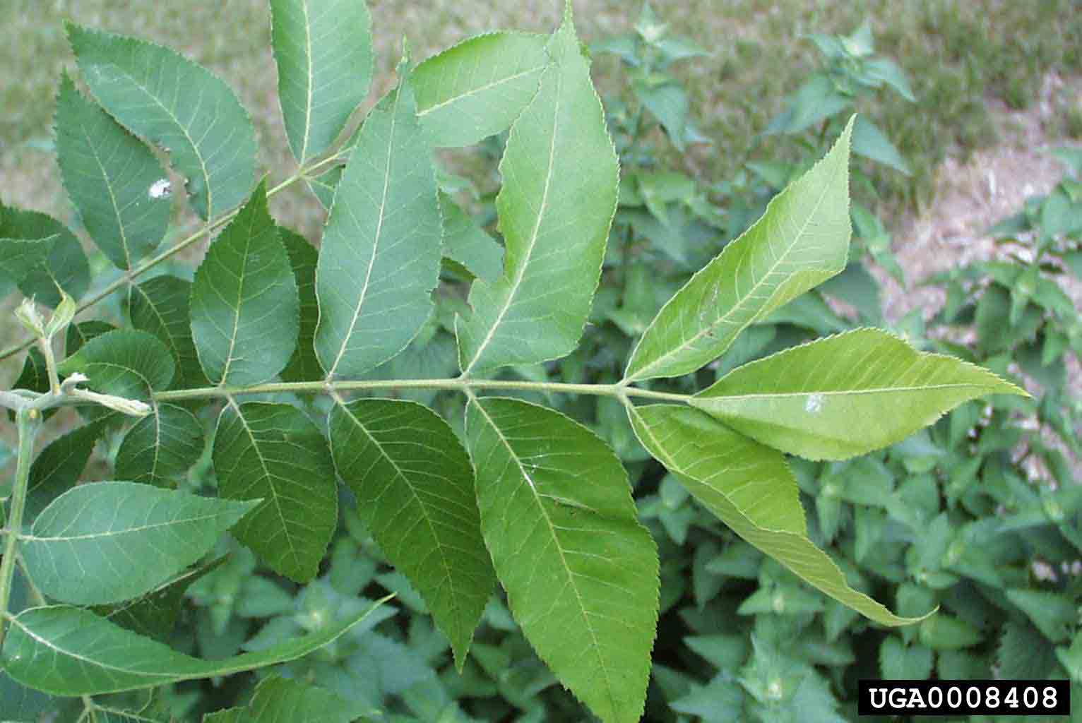 Pecan leaf, with 9-17 leaflets
