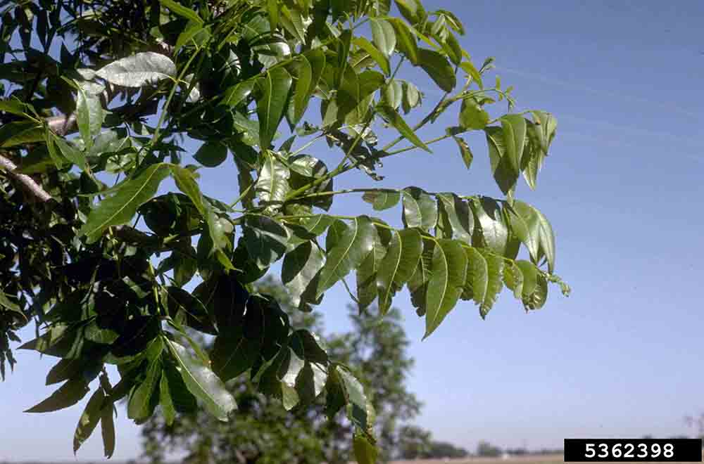 Pecan foliage, showing curved shape of leaflets
