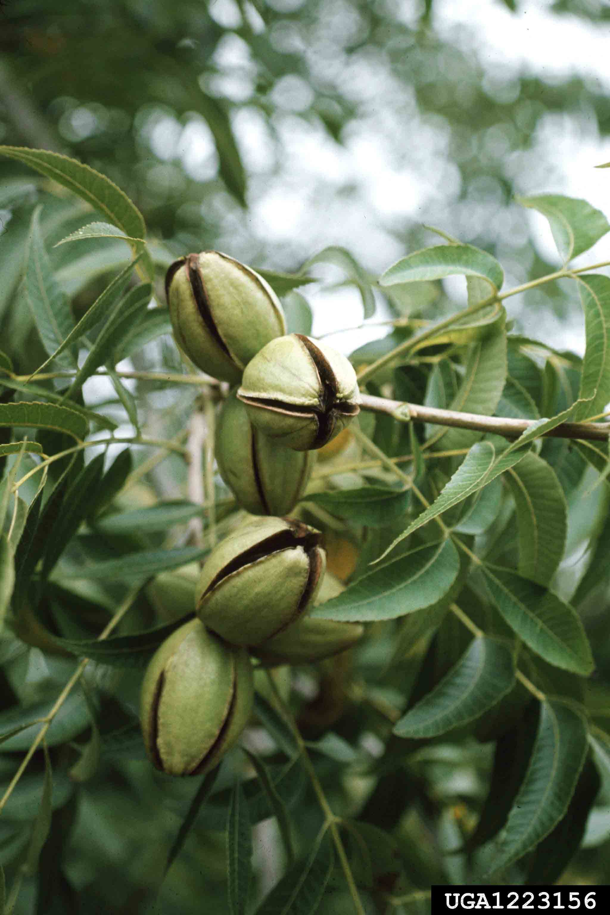 Pecan nuts in husks