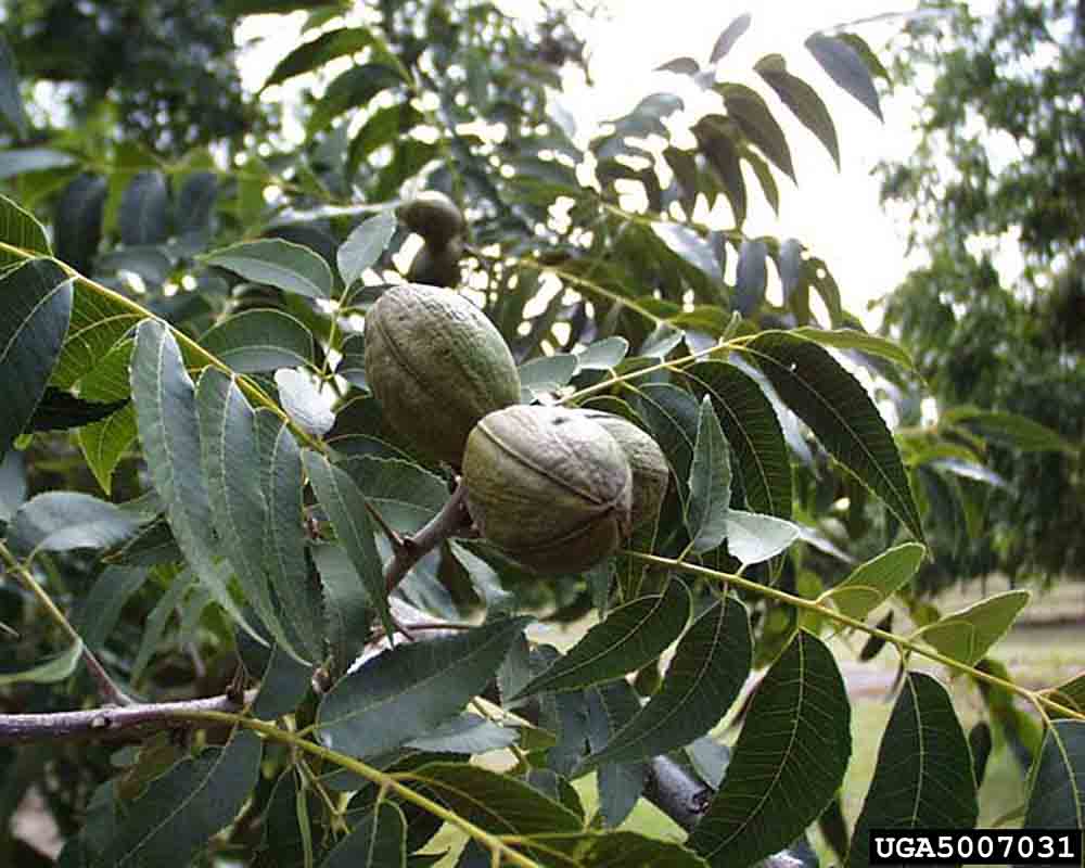 Pecan nuts in husks