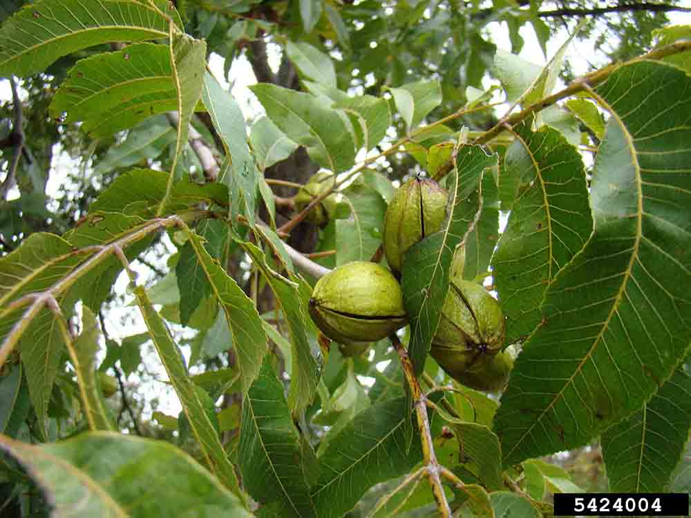 Pecan nuts in husks