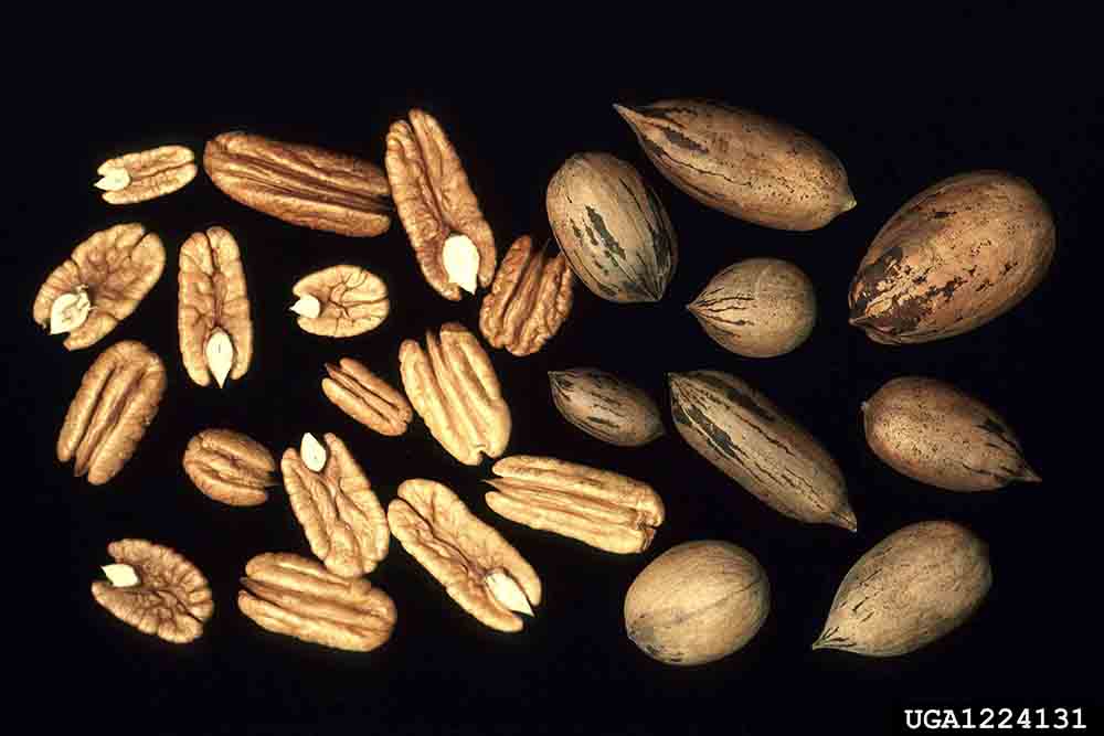 Pecan nuts