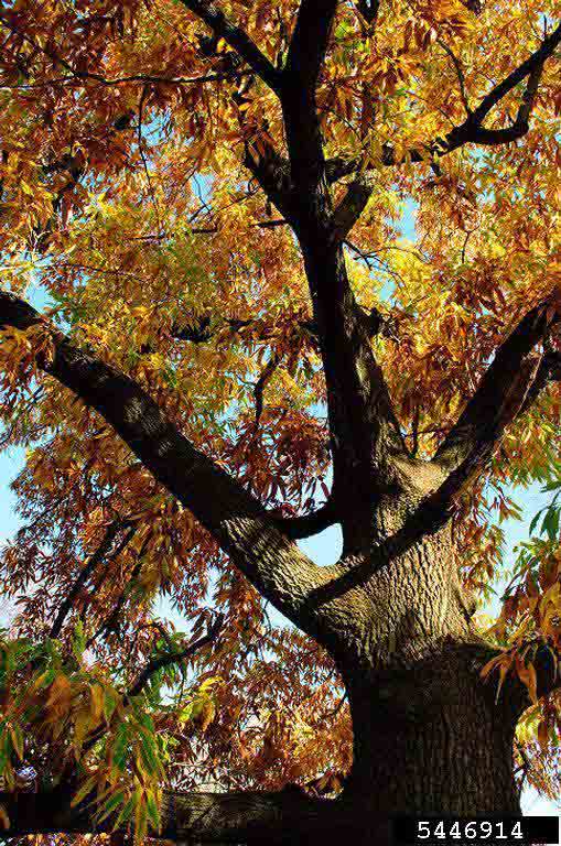 Pecan tree, fall