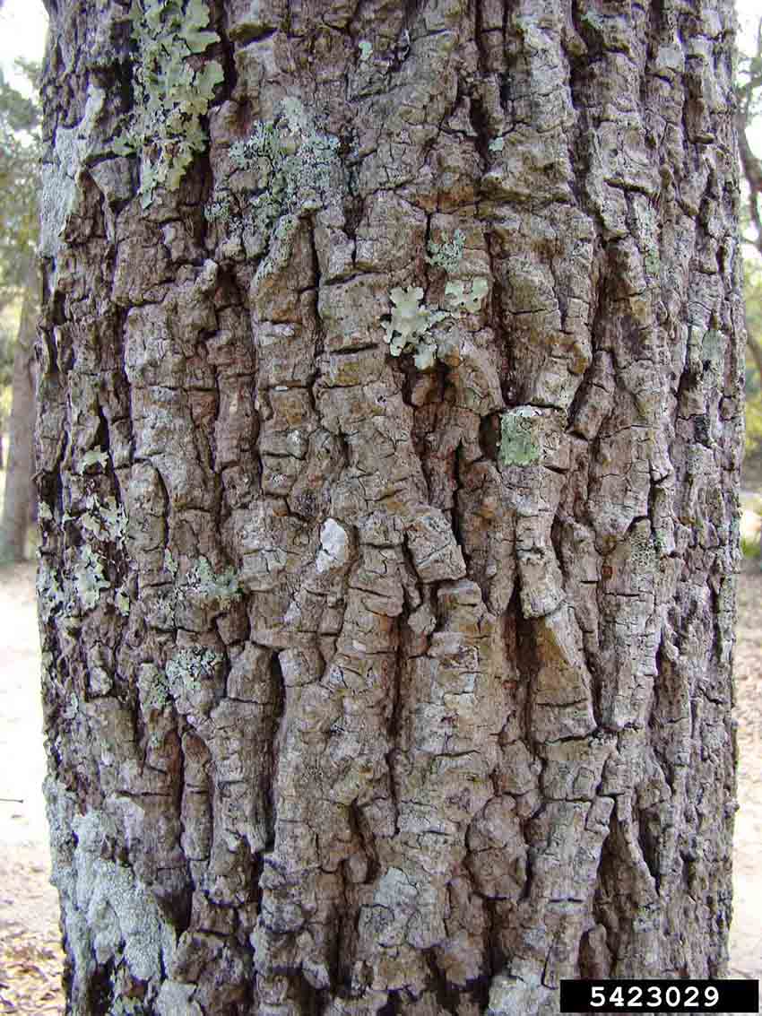 Pignut hickory bark on trunk
