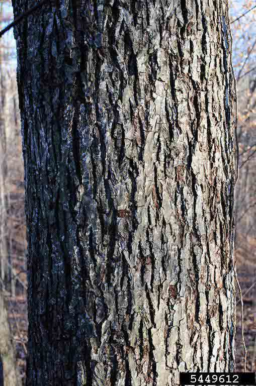 Pignut hickory bark on trunk