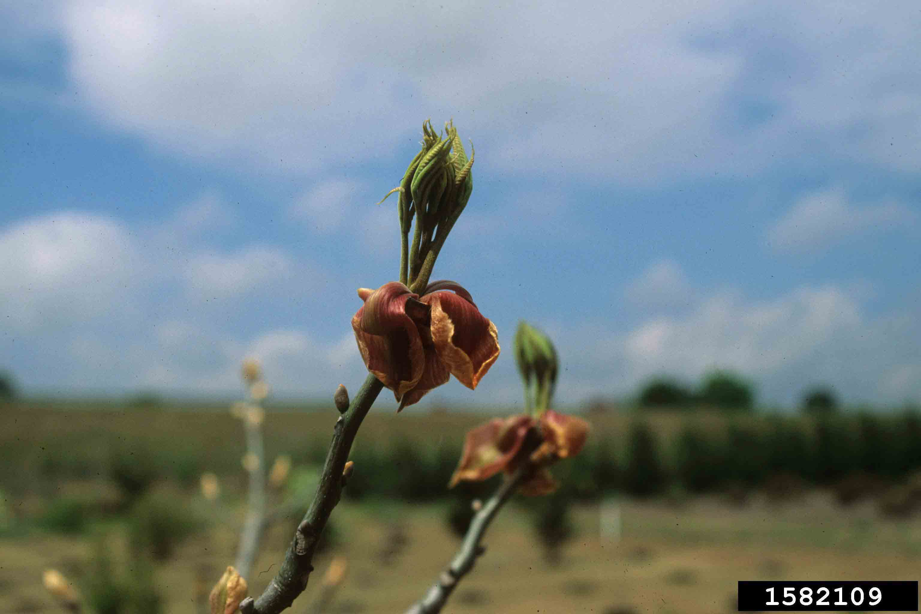 Pignut hickory leaves emerging