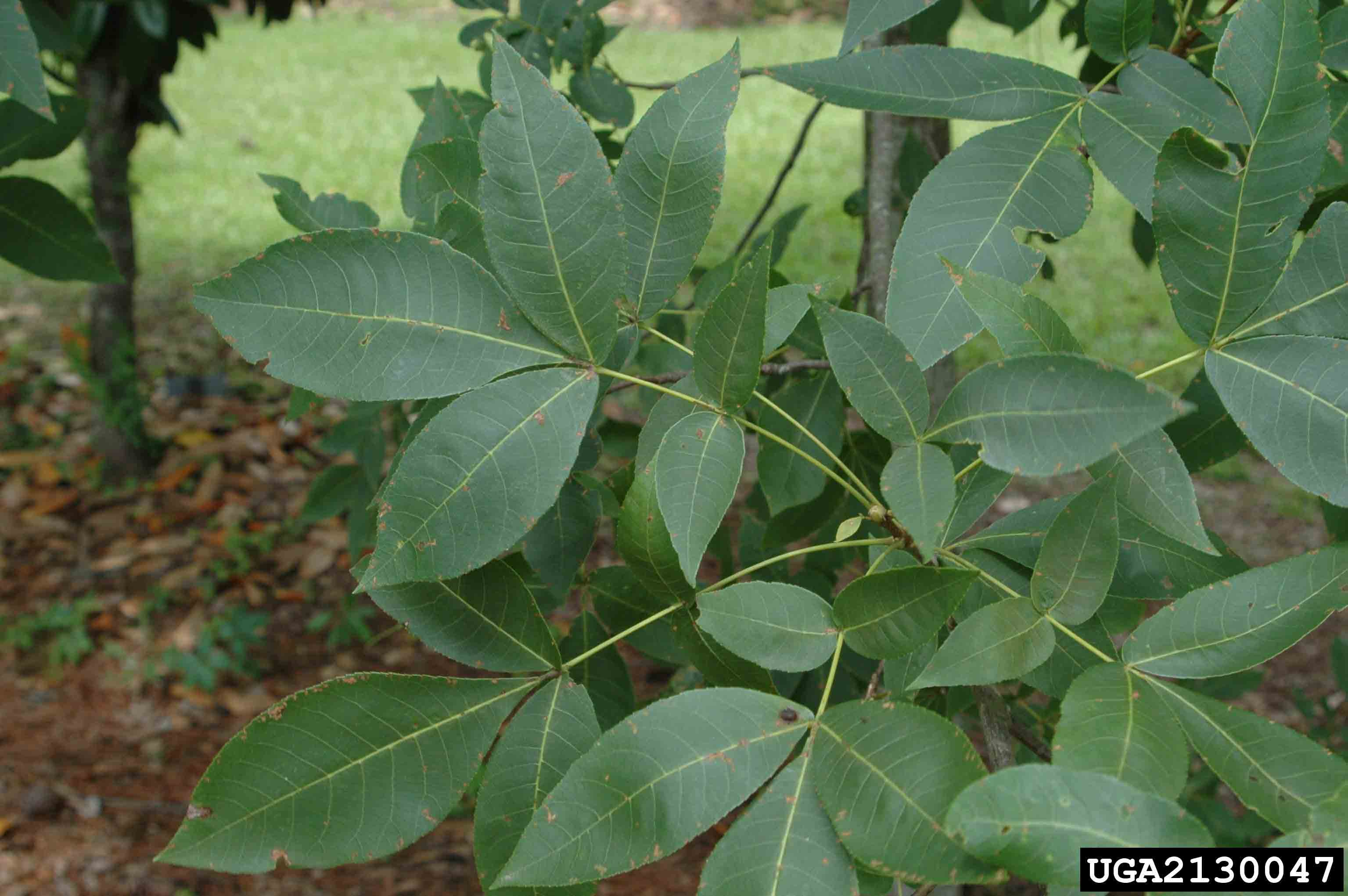 Pignut hickory pinnately compound leaves