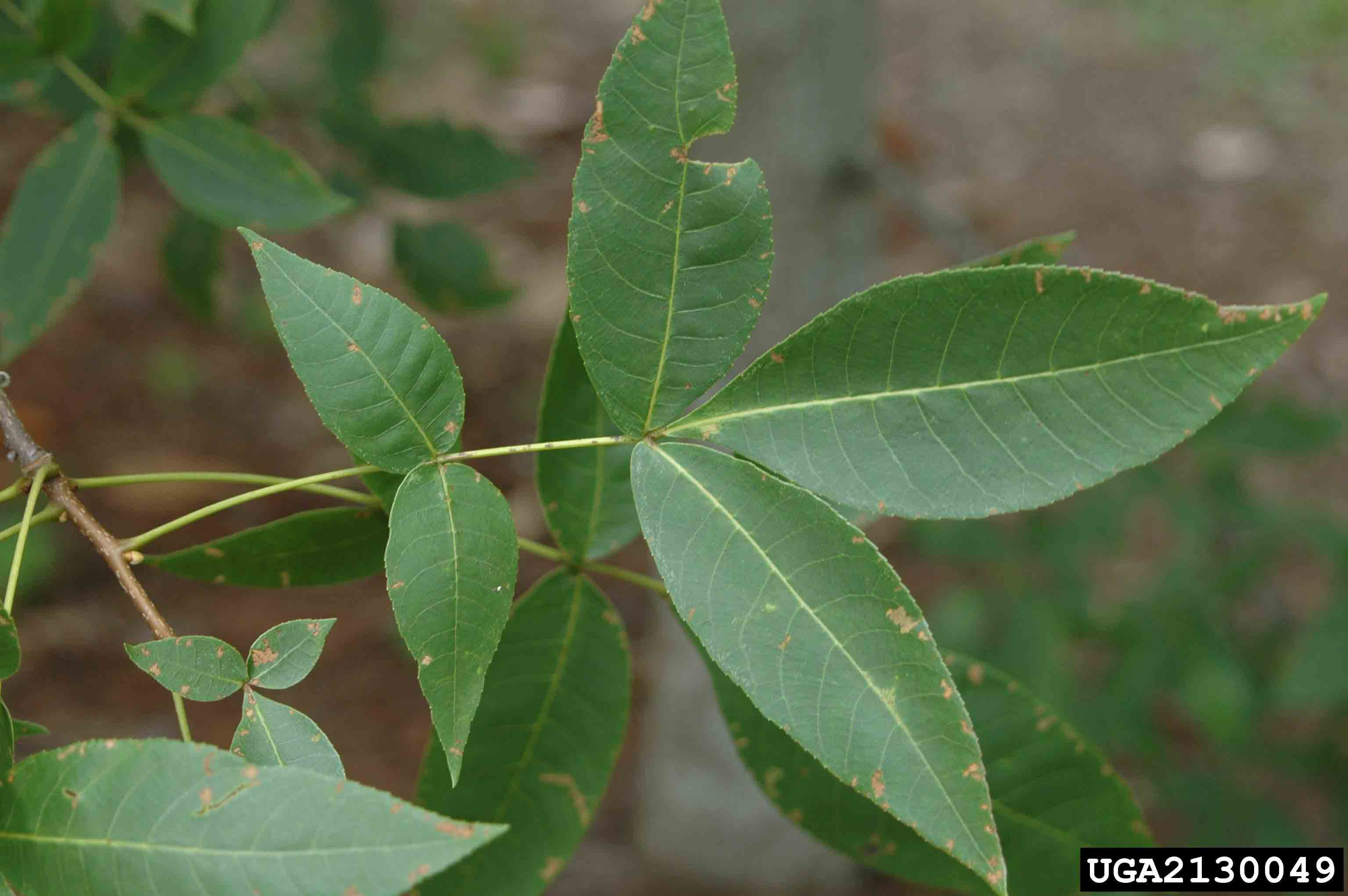 Pignut hickory pinnately compound leaf, 6"-12" long