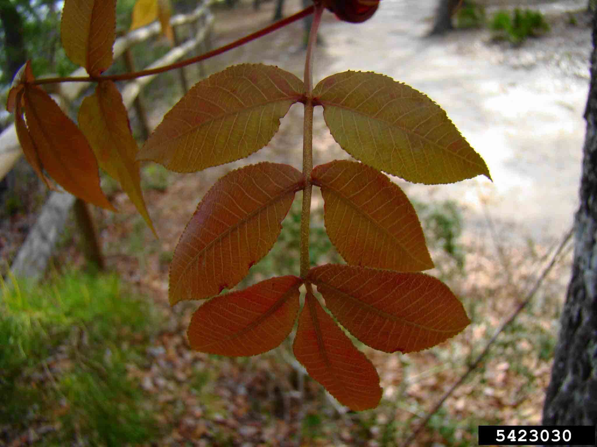 Pignut hickory pinnately compound leaf