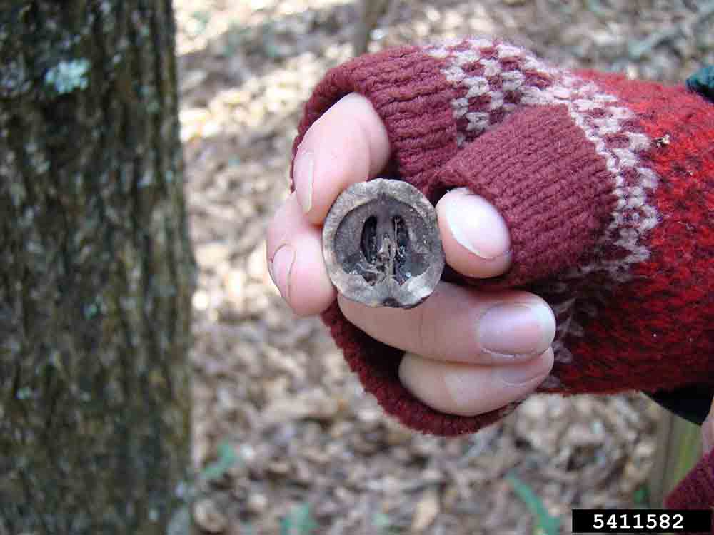 Pignut hickory nut