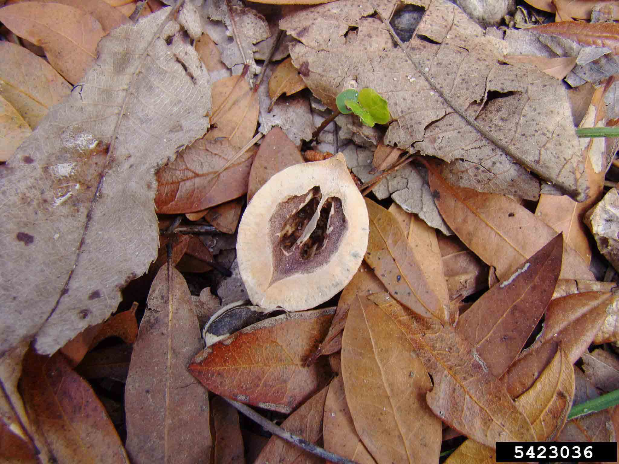 Pignut hickory nut