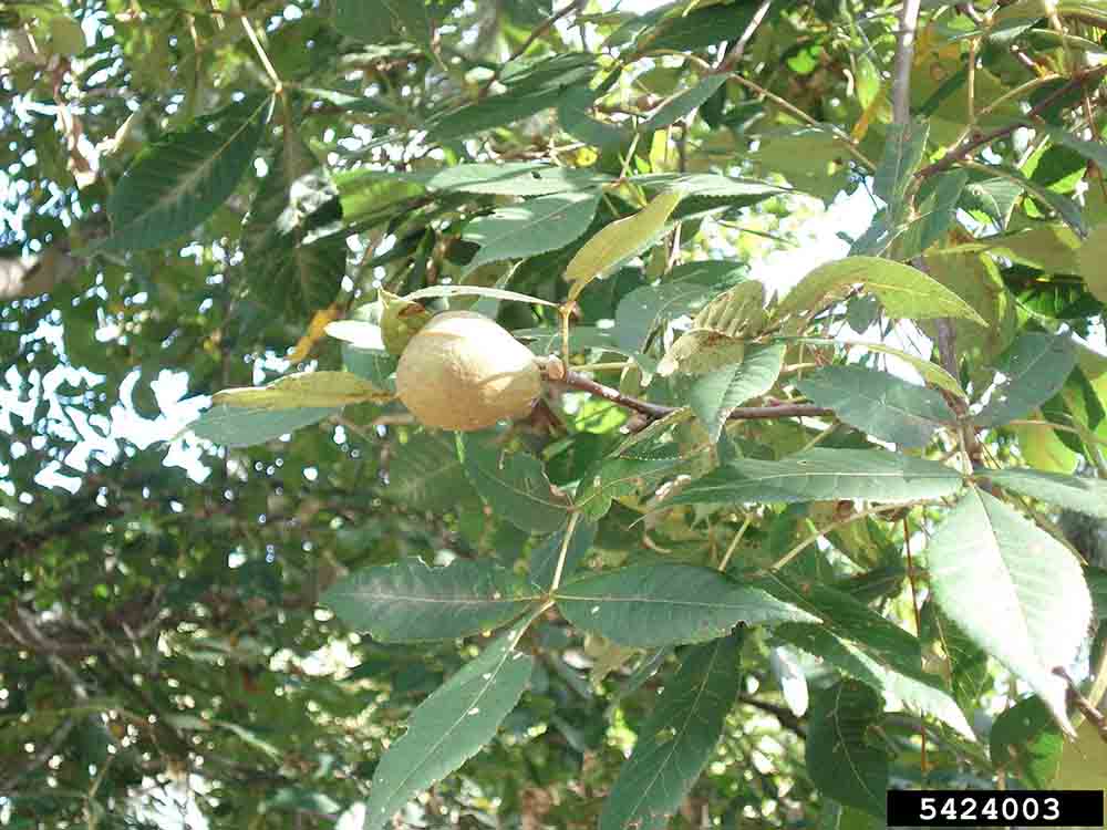 Pignut hickory nut in husk
