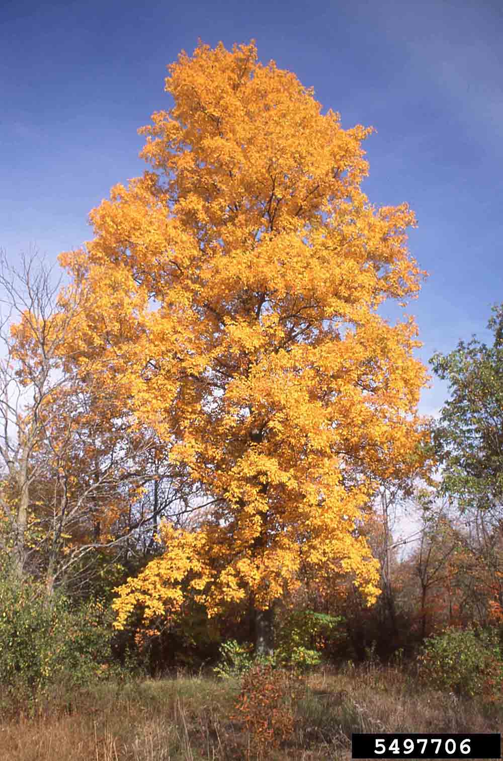 Pignut hickory tree, fall