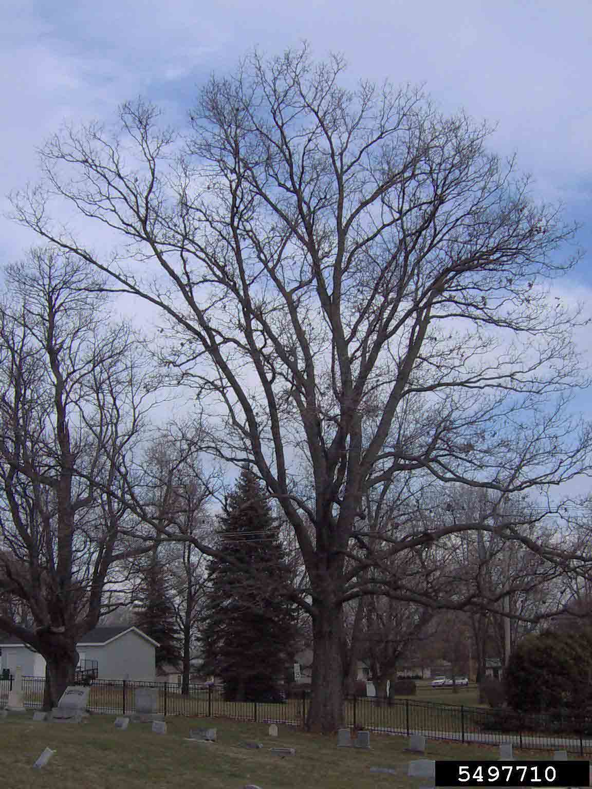 Pignut hickory tree habit, winter