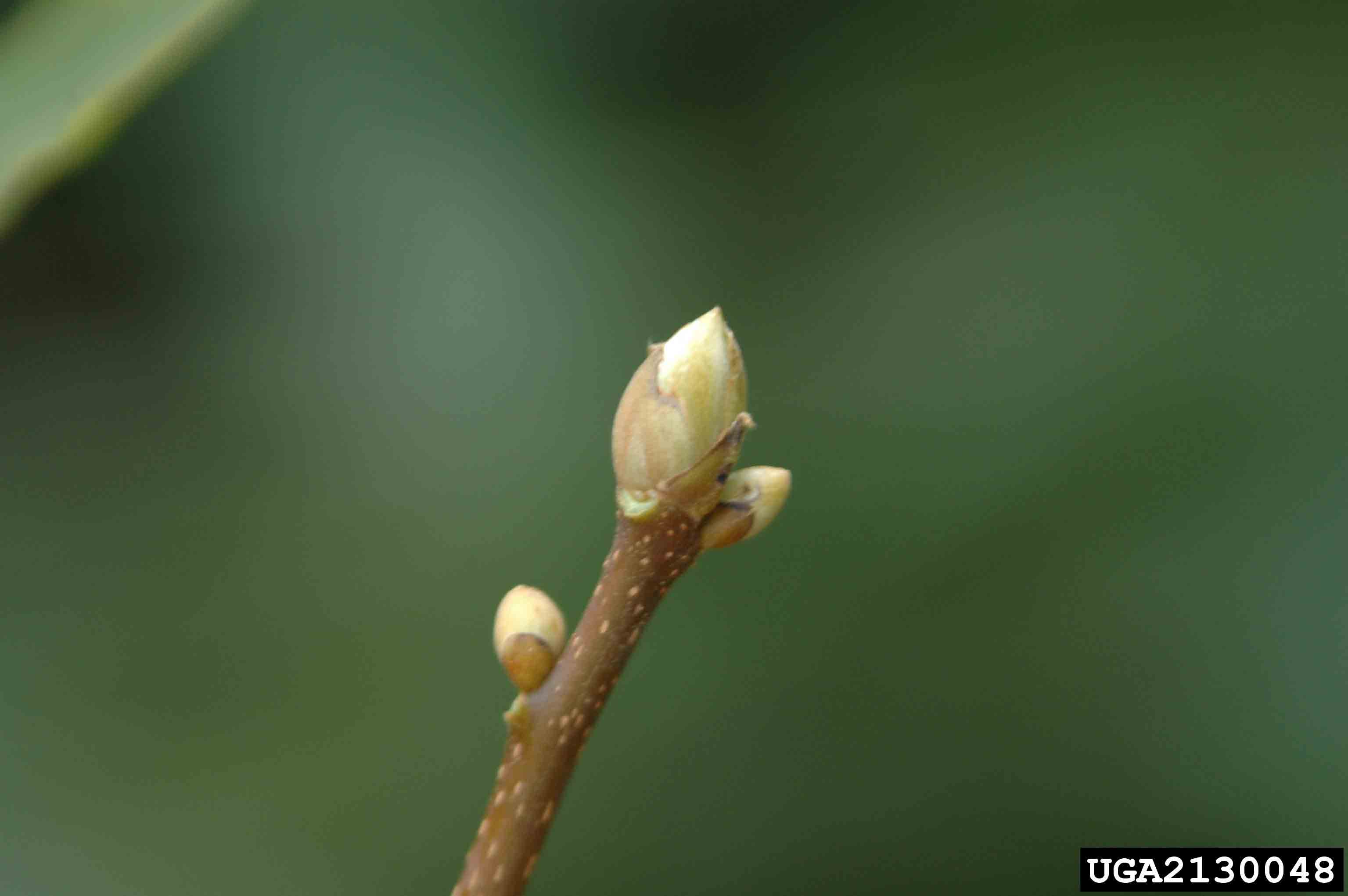 Pignut hickory twig with buds