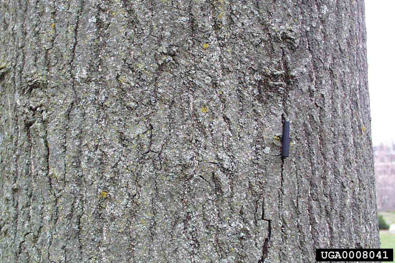 Pin oak bark on trunk of mature tree