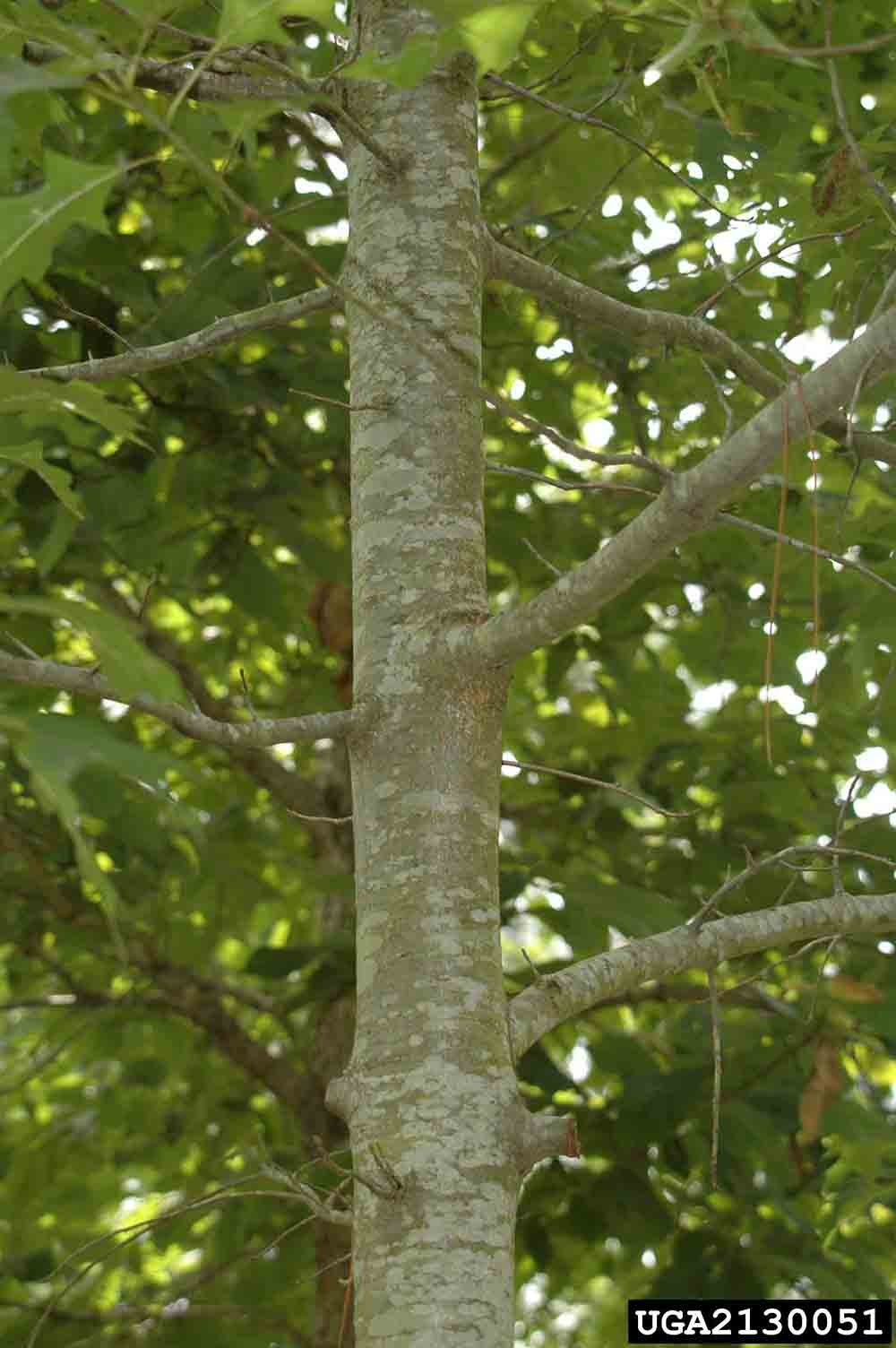 Pin oak bark on young tree