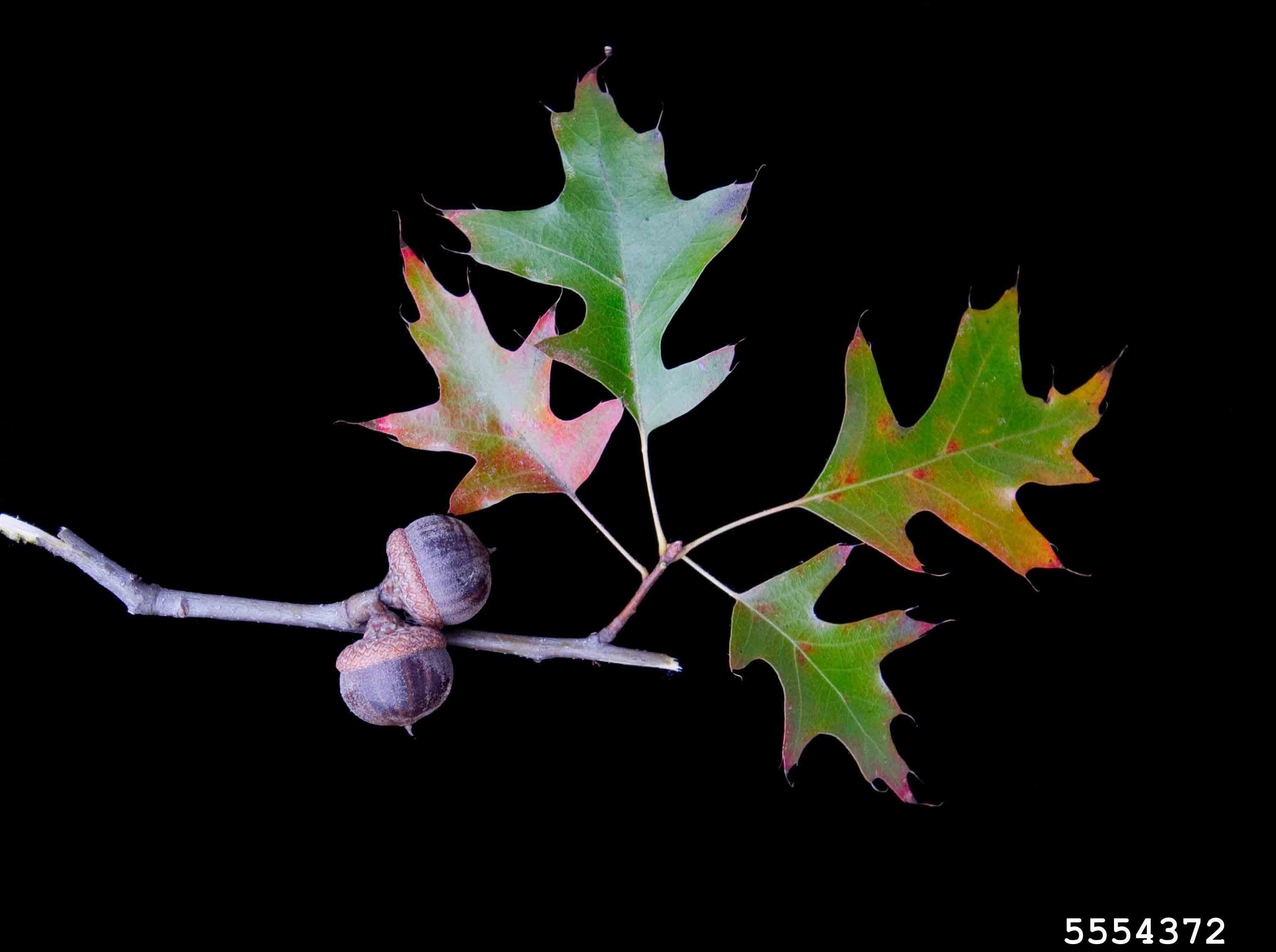 Pin oak leaves and acorns