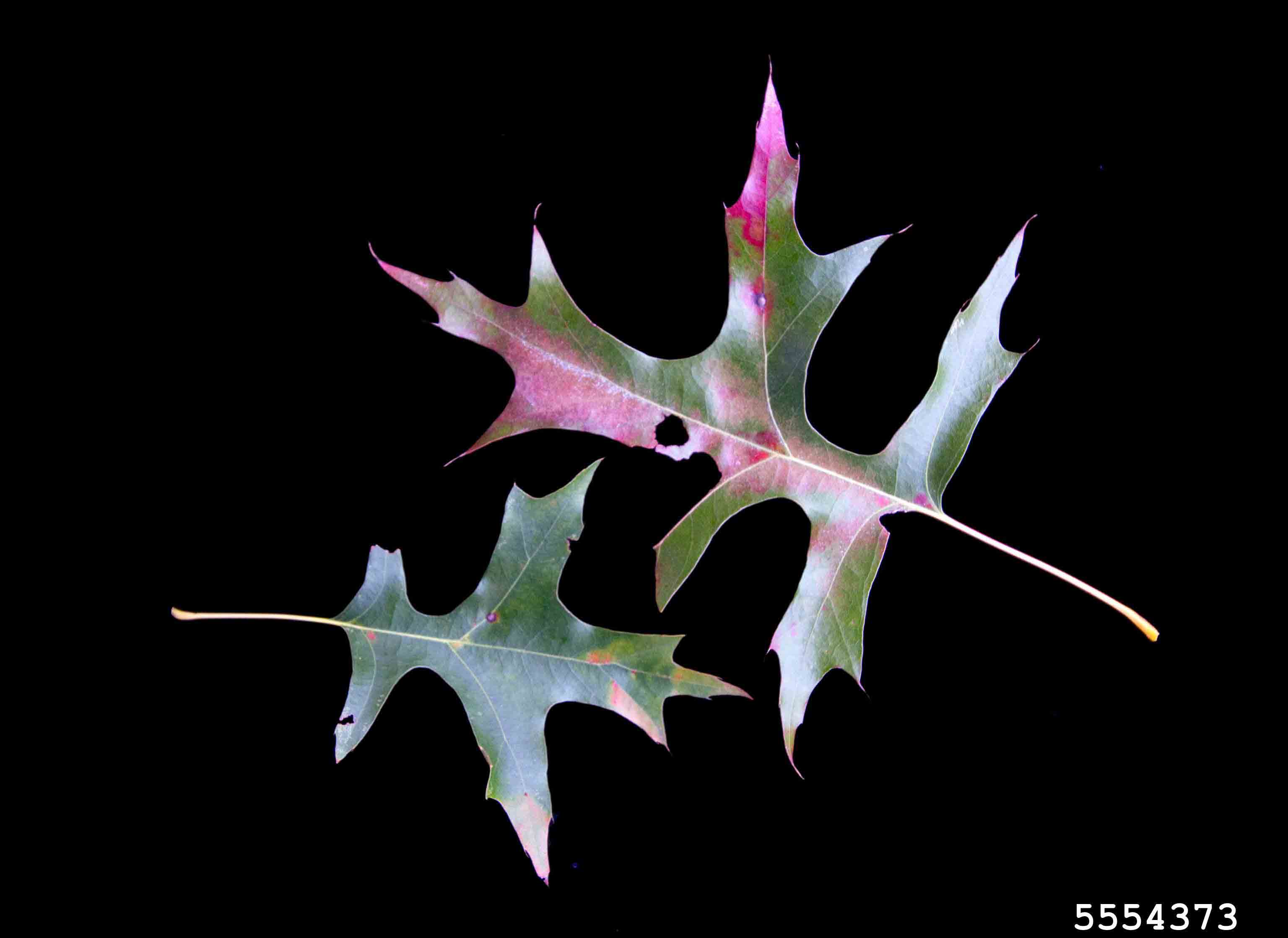 Pin oak leaves, showing deep lobes and bristles on the tips