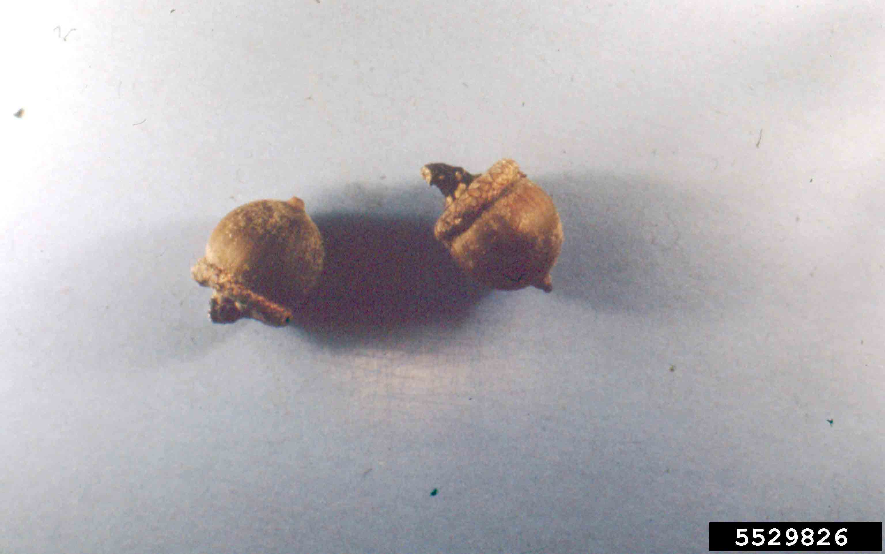 Pin oak acorns, showing shallow cups