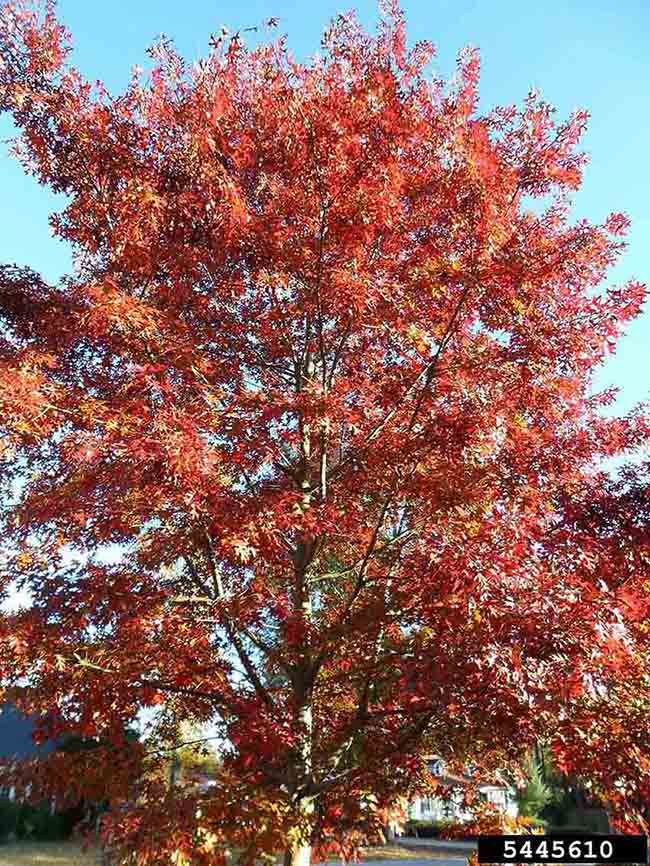 Pin oak tree, fall