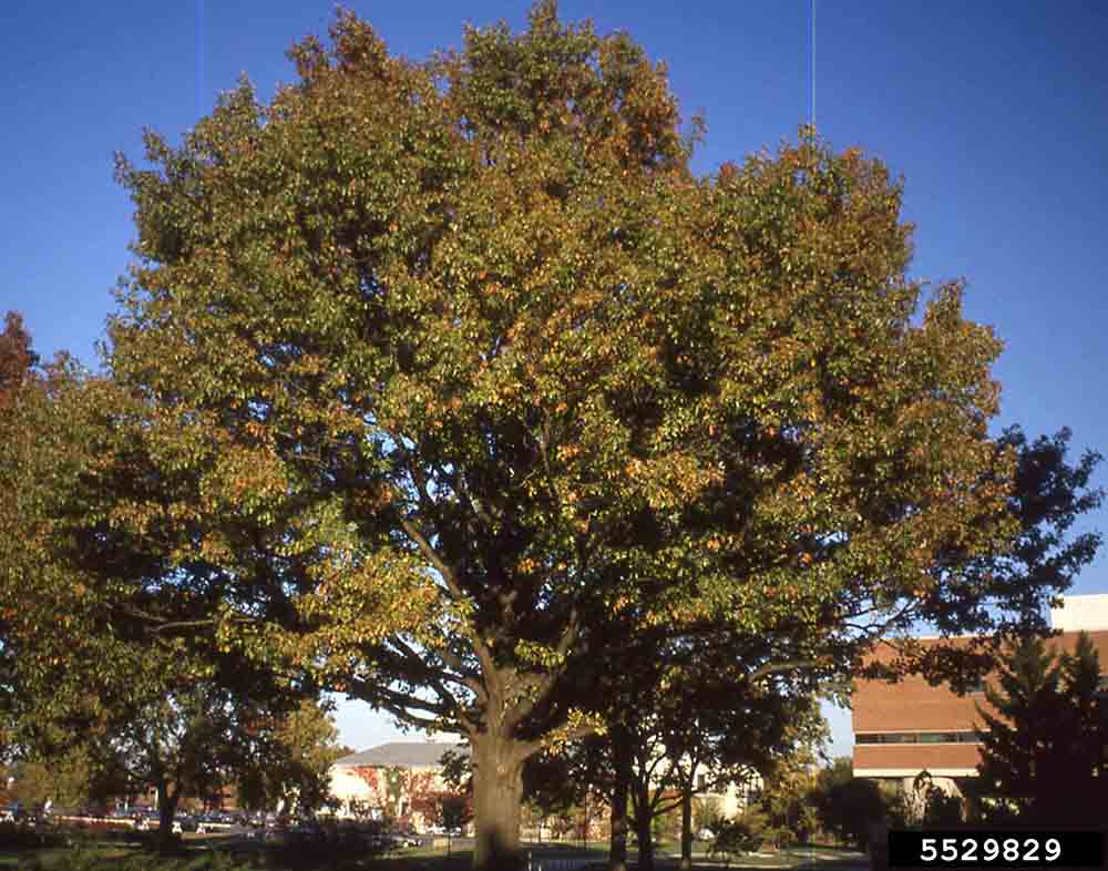 Pin oak tree form, summer