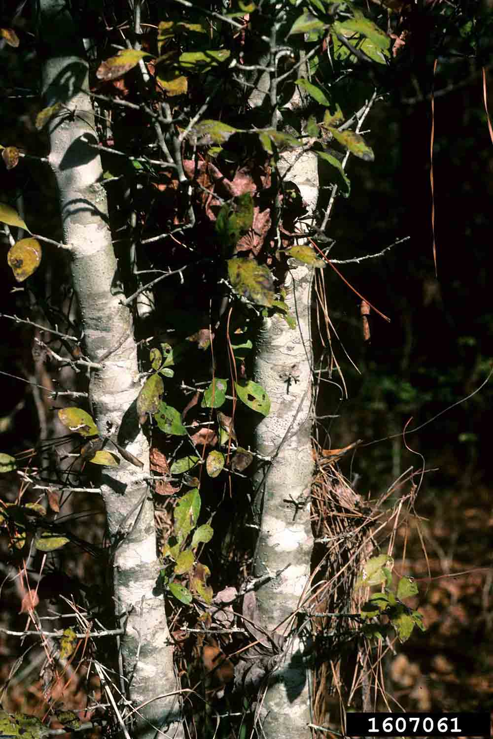 Possumhaw holly bark