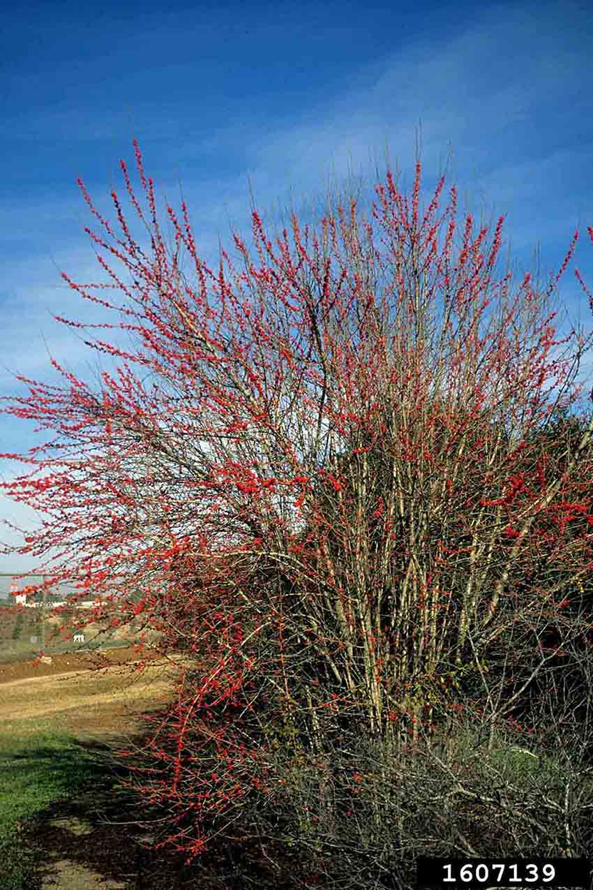 Possumhaw holly, winter