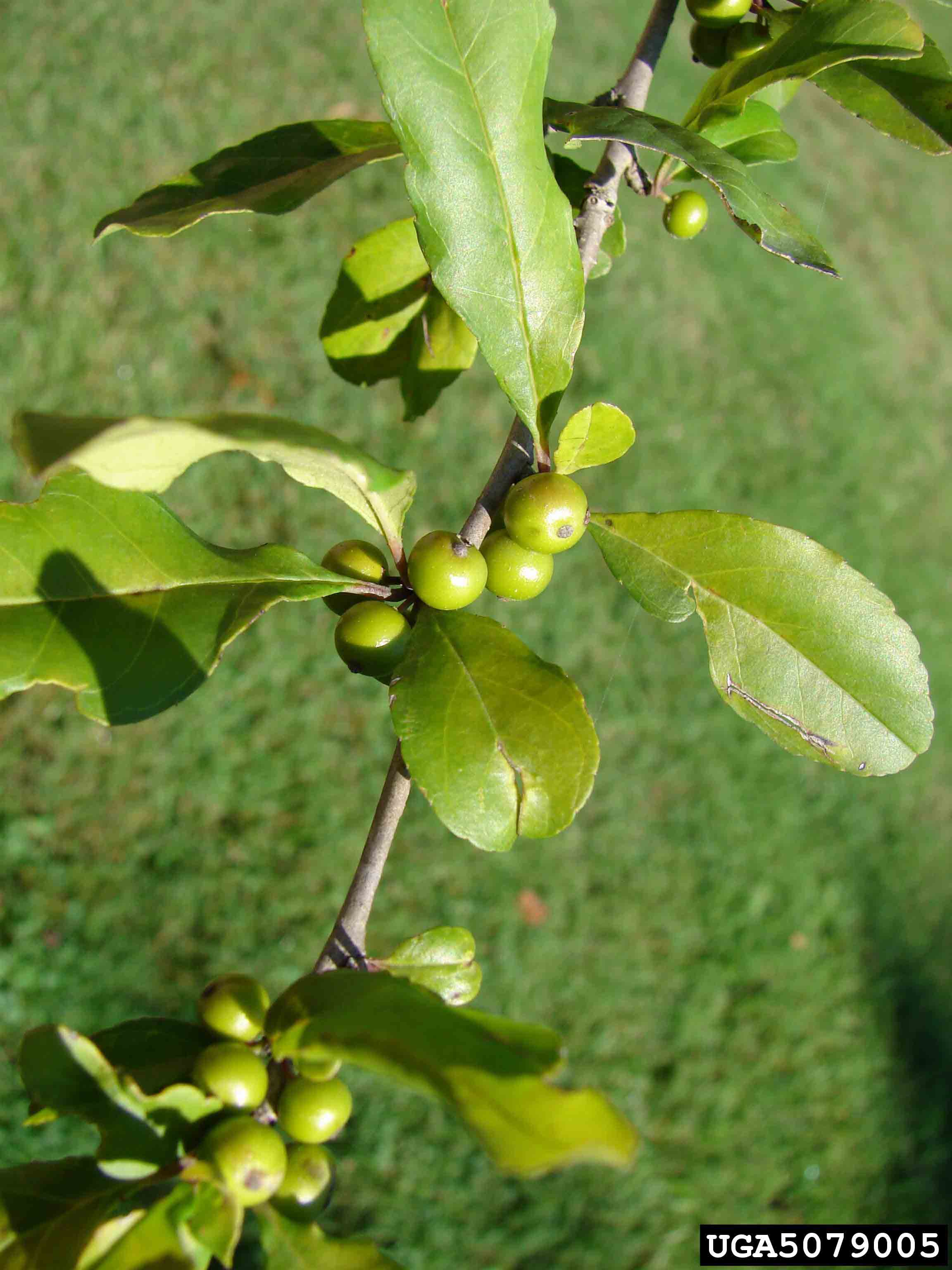 Possumhaw holly foliage and fruit