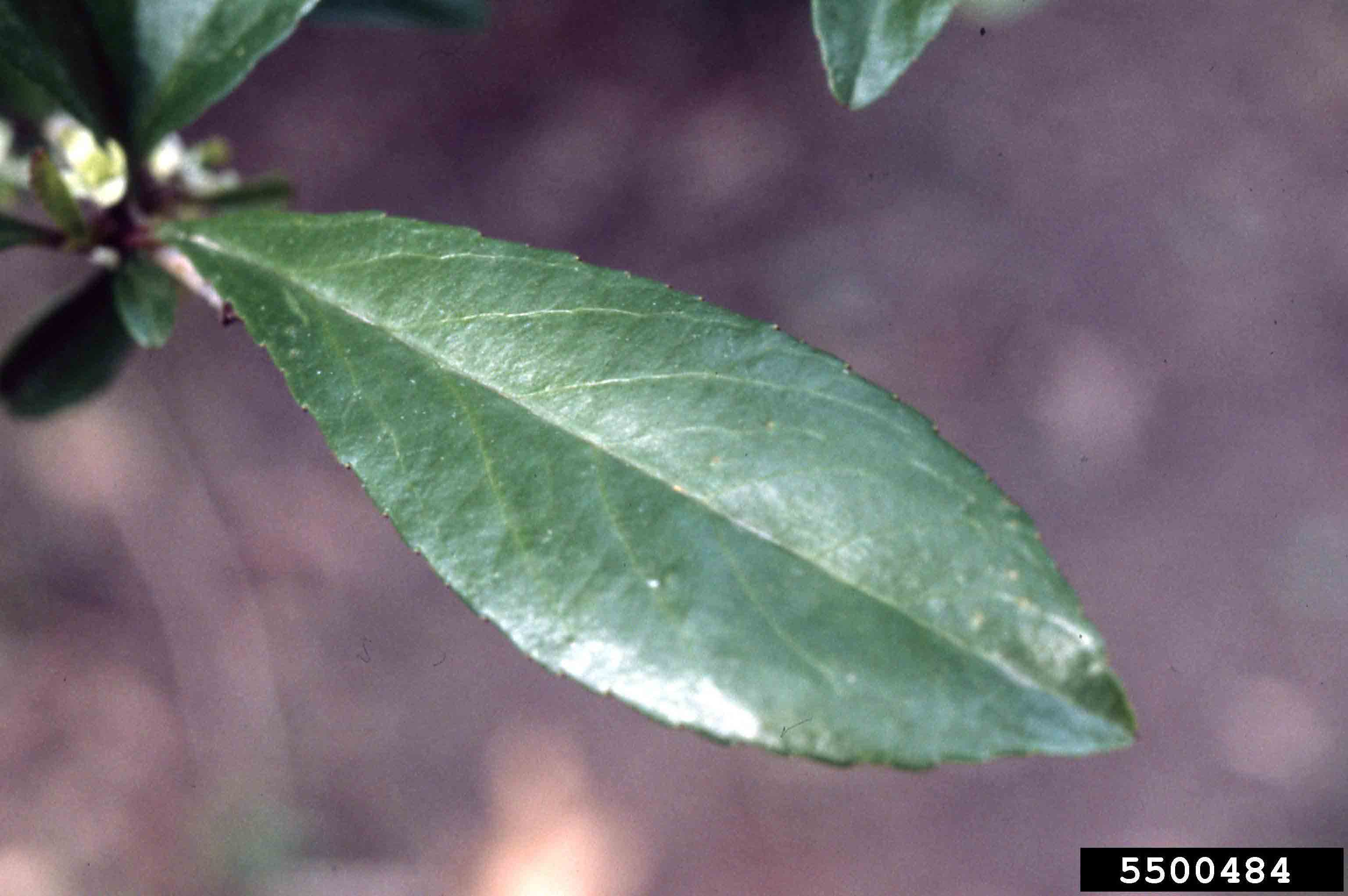 Possumhaw holly leaf, 1.5"-3" long, with rounded teeth on margins