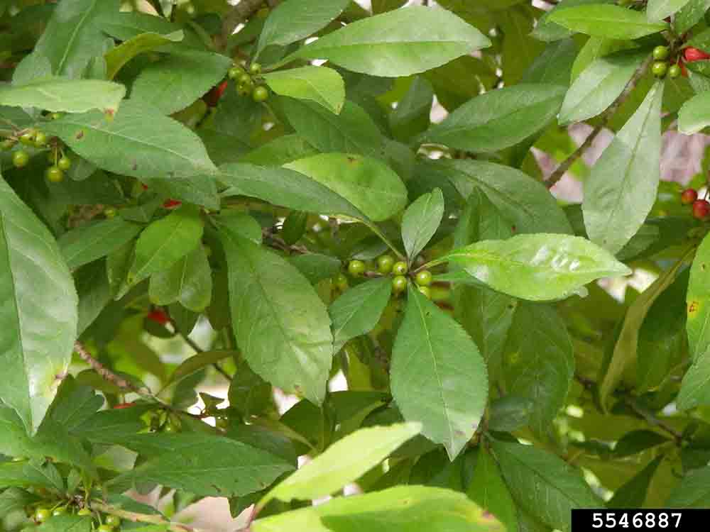 Possumhaw holly foliage