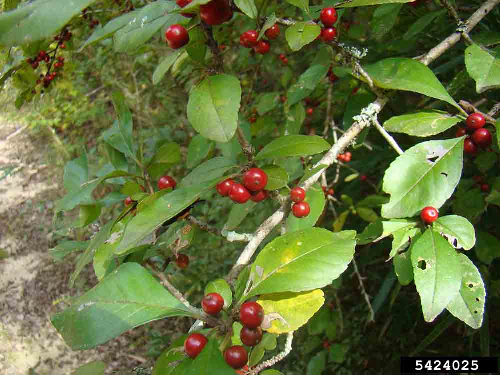 Possumhaw holly foliage and fruit