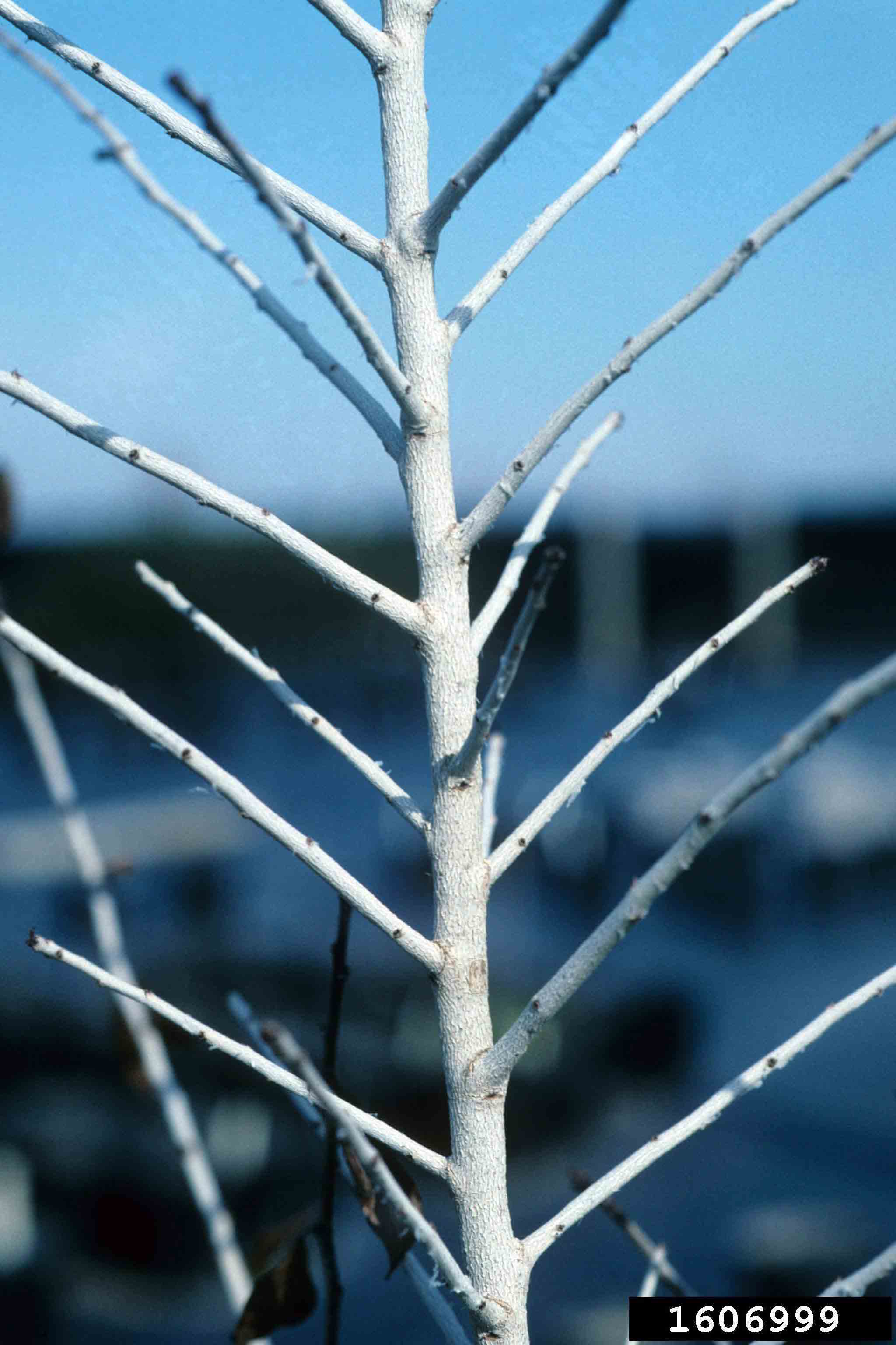 Possumhaw holly bark, winter