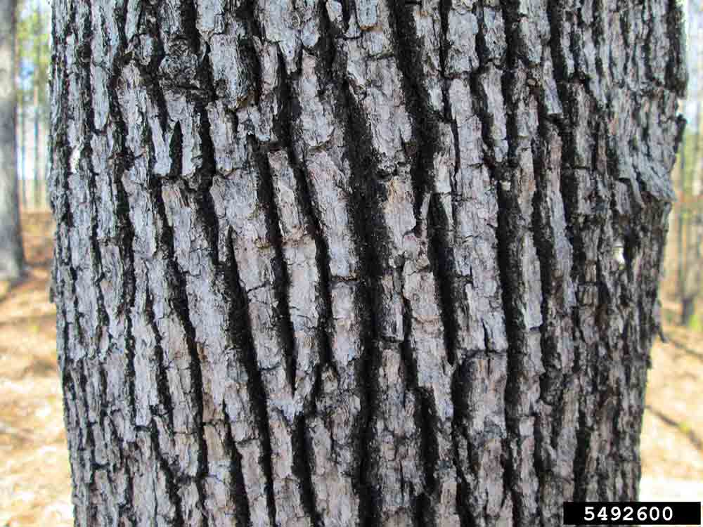 Post oak bark on trunk