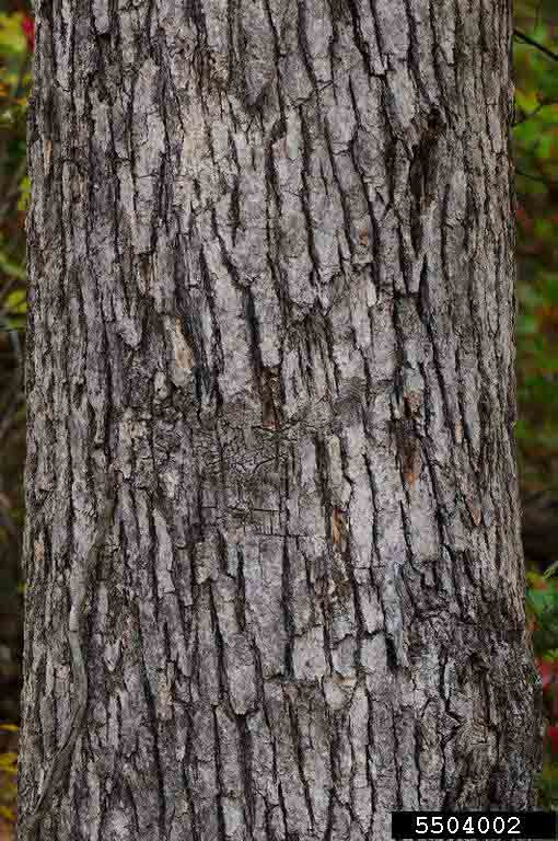 Post oak bark on trunk