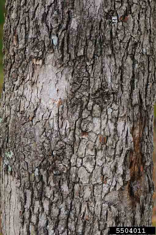 Post oak bark on trunk
