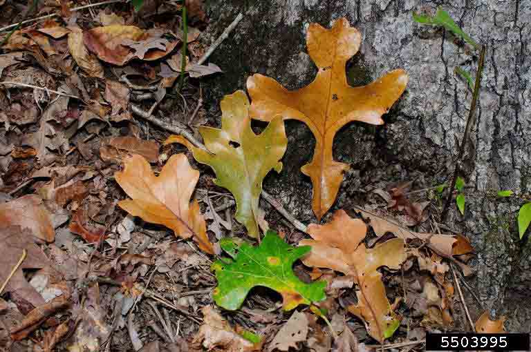 Post oak leaves, varying but mostly with a cross-shaped appearance
