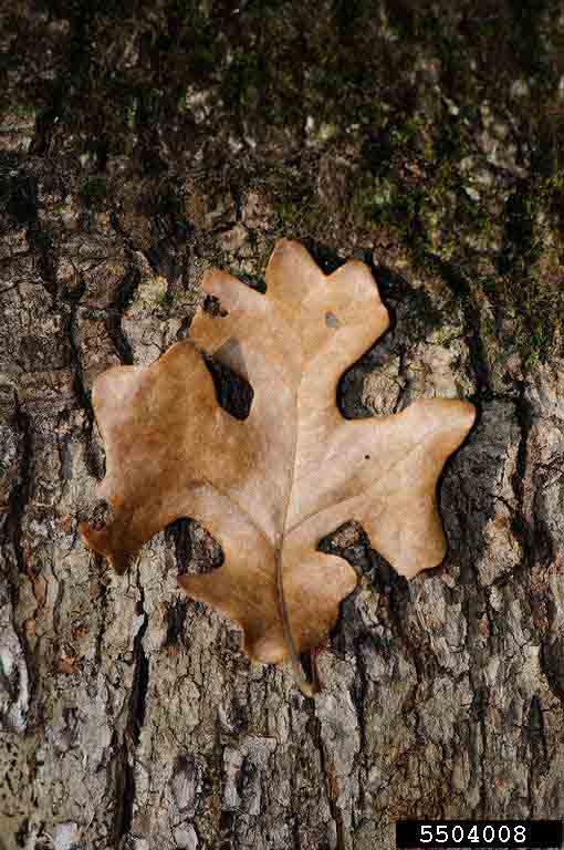 Post oak leaf on bark of mature tree